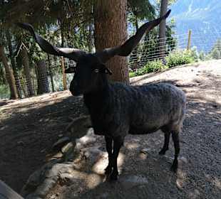 Wandern Obertilliach
