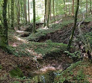 Im Wald
