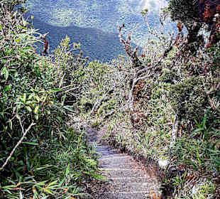 Podocarpus Nationalpark