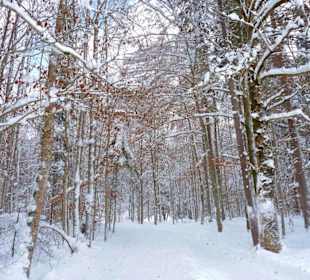 Mellau