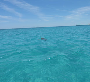Delphin