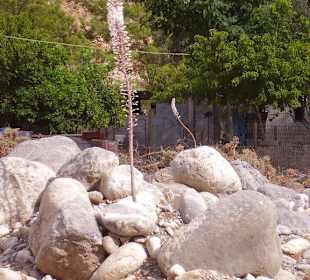 Цветы в ущелье