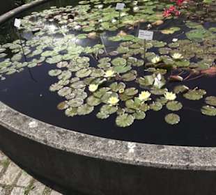 Botanischer Garten der Universität Zürich