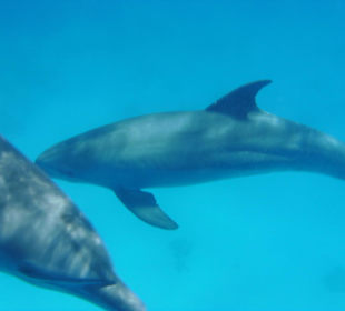 Delfine
