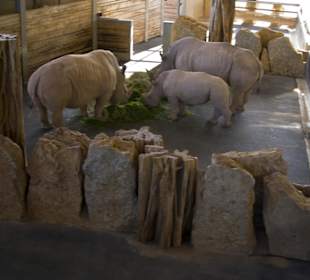Thüringer Zoopark Erfurt 