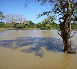 Yala Nationalpark - Bäume im Wasser