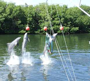 Delfinshow im Delfinarium Varadero