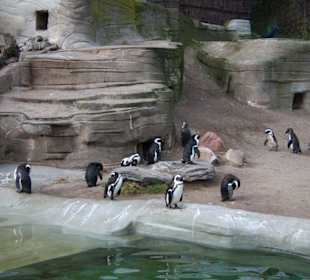 Pinguine