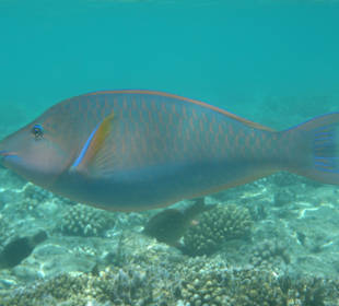 Unter-Wasser-Vielfalt