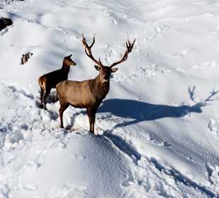 Wandern Balderschwang