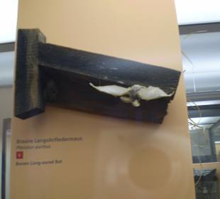 Zoologisches Forschungsmuseum Alexander Koenig