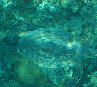 Wasserschildkröte unter Wasser