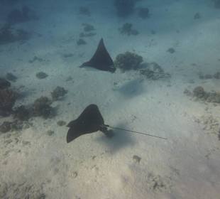 Rochenbesuch während der Delfintour - einmalig!