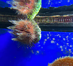 Aquazoo Löbbecke Museum Düsseldorf