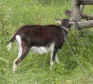 Zwierzęta w zagrodzie