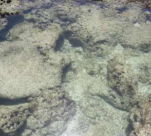 Ausflug Glasbodenboot Diani Beach