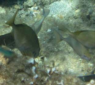 Šnorchlování v oblasti Kalithea