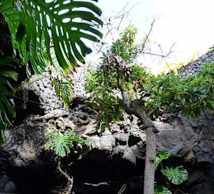 Fundacion Cesar Manrique