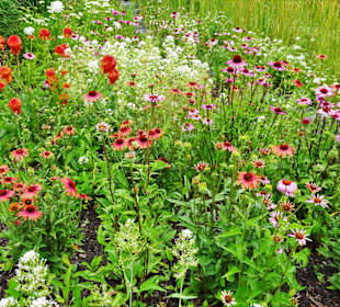 Rundgang durch den Kräuterlehr- und Schaugarten