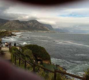 Whale Watching Hermanus