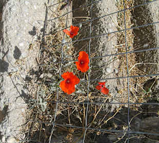 Blumen Spinalonga