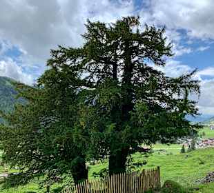 Wandern Balderschwang