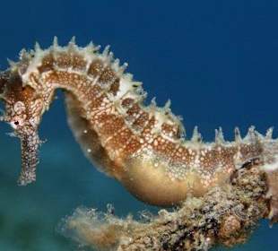 Seepferdchen am Hausriff