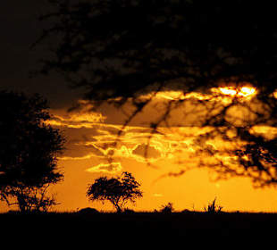 Tsavo