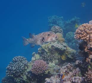 Schnorcheln Makadi Bay