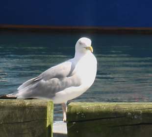 Eine Möwe aus Warnemünde, bringt Glück !