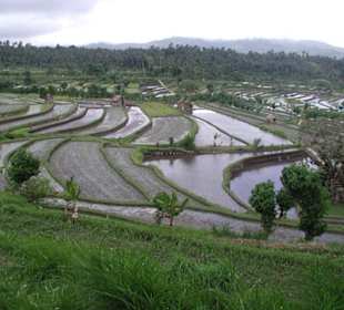 Neu bepflanztes Reisfeld;