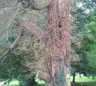Lacock Abbey, Zauberwald