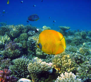 Masken-Falterfisch am Hausriff