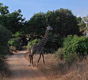 🦒