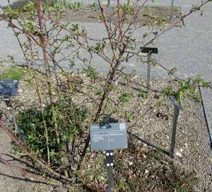 Erläuterungen der Kräuter