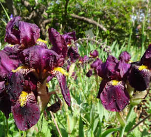 Spaziergang durch den Berggarten Hannover