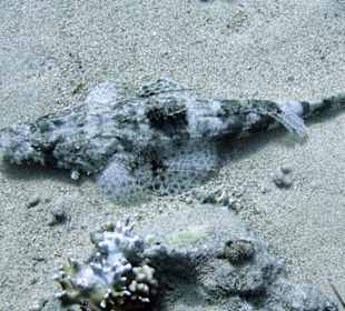 Nurkowanie w Sharm el Sheikh - podwodne życie