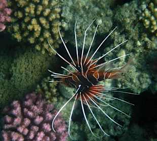 Schnorcheln Marsa Alam