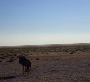 Etosha