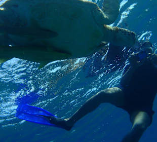 Schildkröte ganz nah