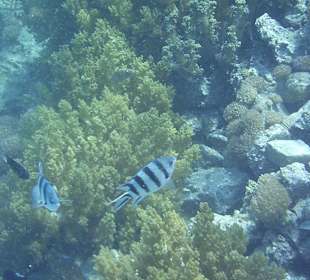 Schnorcheln Hurghada