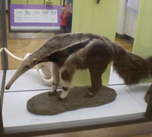 Zoologisches Forschungsmuseum Alexander Koenig
