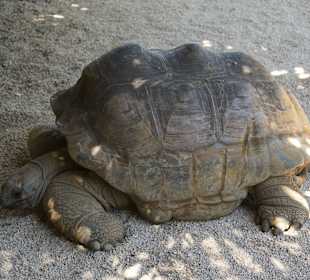 Aldabra-Schildkröte