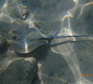 Schnorcheln Hurghada