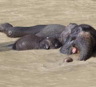 Elefanten bei Tangkahan