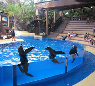 Seelöwenshow - Adiós