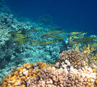 Schnorcheln Makadi Bay