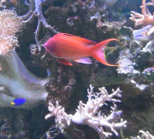 Meeresmuseum Stralsund