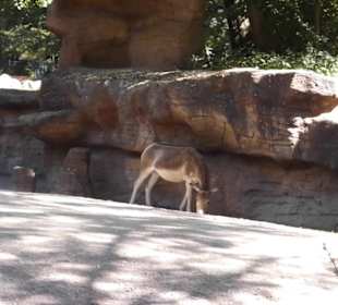 Tierpark Hagenbeck