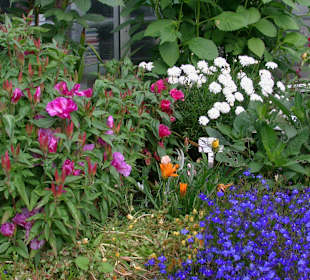 Pflanzen im Garten